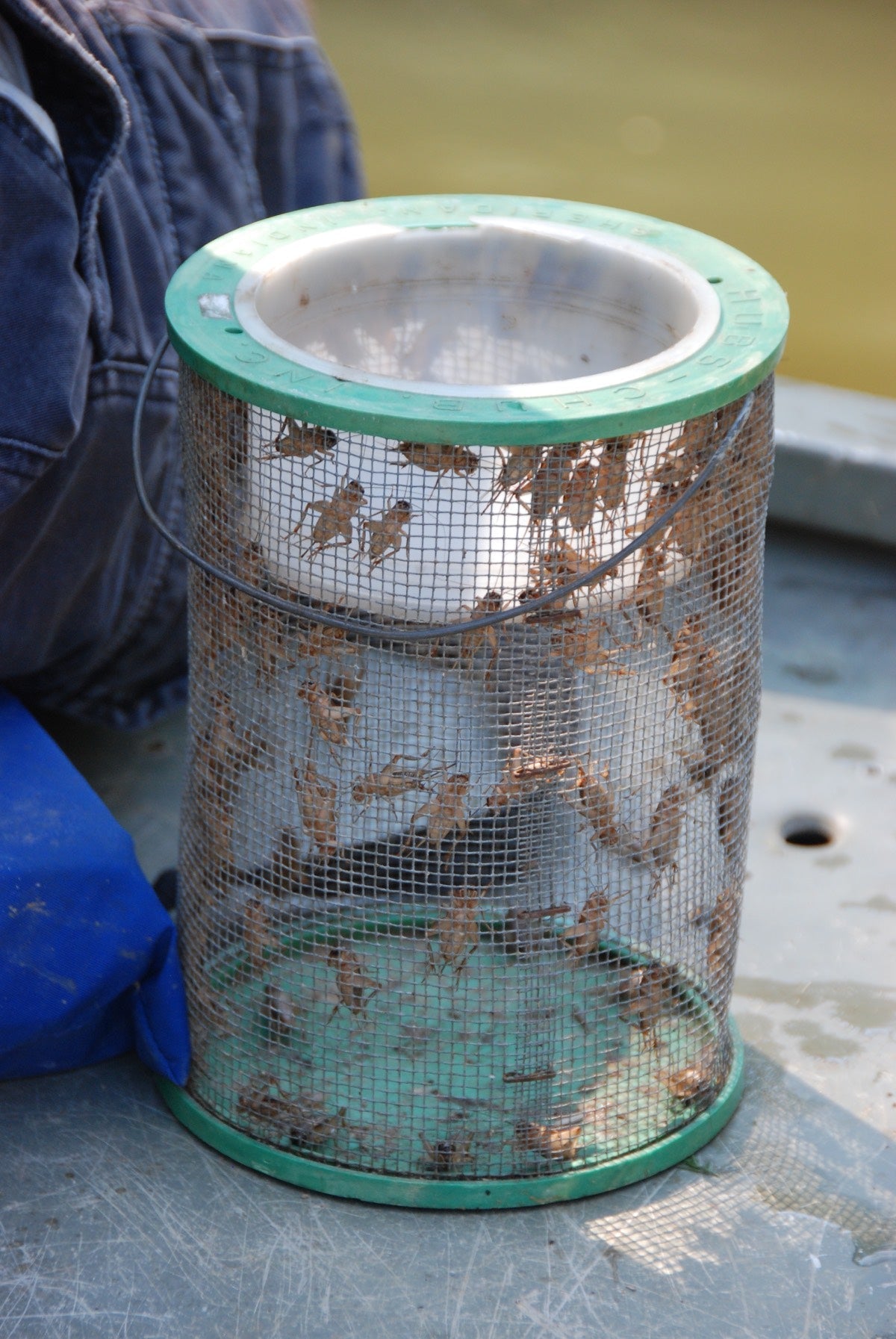 Bait Containers