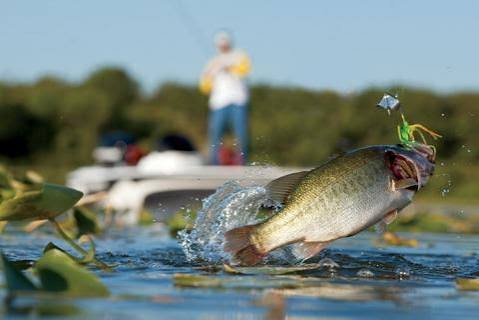 Buzz Baits